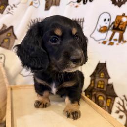 Salazar - Black and tan male Dachshund puppy in Roanoke, Alabama from J&E Dachshunds