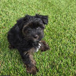 Yorkshire Terrier puppies from Northern Colorado Yorkies