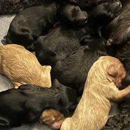 Cavapoo puppies from Springerdoodles Plus AZ