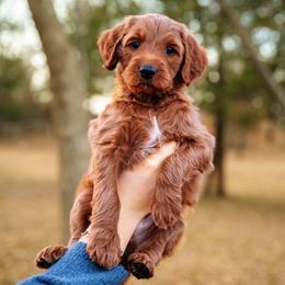 Goldendoodle Puppies from Bows & Ties Doodles