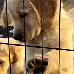 Golden Retriever Puppies from Graceful Goldens