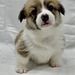 Pembroke Welsh Corgi Puppies from Crown Legacy Pembroke Corgis