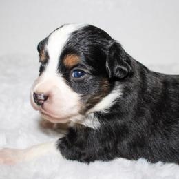 Colt - Black tri male Toy Australian Shepherd puppy in Wiggins, Colorado from Mile High Acres & Aussies