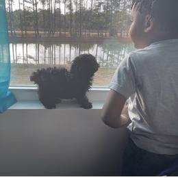 Shihpoo Puppies from Dws_kennelservices