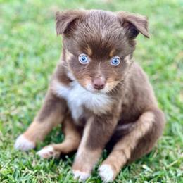 Sugar Bear - Red tri female Toy Australian Shepherd puppy in Lincoln, California from Country Dreams Mini Aussies