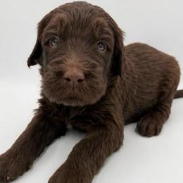 Jesse - Brown and white male Saint Berdoodle puppy in Beach, North Dakota from Badland St. Berdoodles LLC