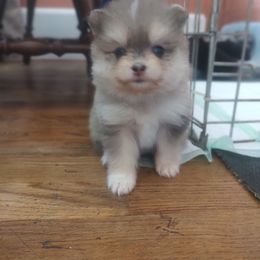 Boy 2 - male Pomsky puppy in Pinconning, Michigan from Pinny Pomskies