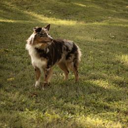 Gojo - Australian Shepherd