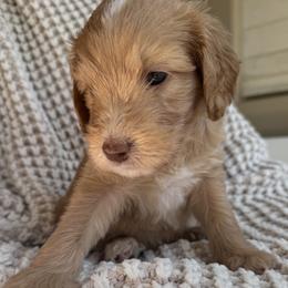 Emerald - Cream male Goldendoodle puppy in Gilbert, Arizona from DogHouse Doodles