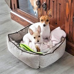 Toy Fox Terrier All Grown Up from Carr's Edition Toy Fox Terriers