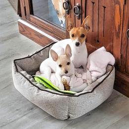 Toy Fox Terrier All Grown Up from Carr's Edition Toy Fox Terriers