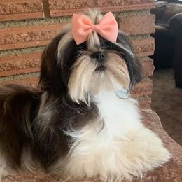 Shih Tzus from Angel Tails Shih Tzu of Washington State