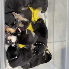 Finnish Lapphund Puppies from Akasha Wind