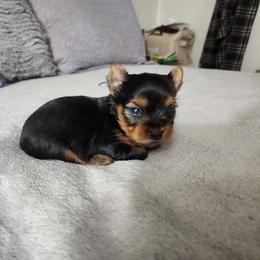 Deuce - Black and tan female Yorkshire Terrier puppy in Sidney, Ohio from Little Yorkie World