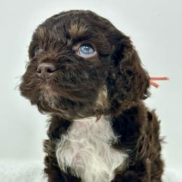 Pink collar girl - Brown and tan female Cockapoo puppy in Oologah, Oklahoma from Timber Hills Poodles and Doodles