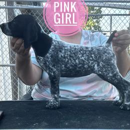 Pink Girl - Black roan female German Shorthaired Pointer puppy in Dearborn, Missouri from Hardwood Kennels