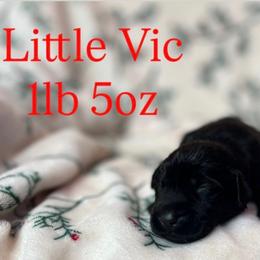 Little Vic - Black male Labrador Retriever puppy in Puyallup, Washington from 12 Door Farm Labradors