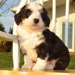 Zues - Tri-color male Bernedoodle puppy in Clarinda, Iowa from Root and Branch Bernedoodles