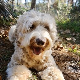 Demi - Australian Labradoodle