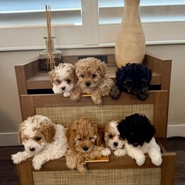 Cavapoo puppies from Clig Doodle Days