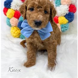 Knox - Red  male Goldendoodle puppy in State Road, North Carolina from Must Love Doodles