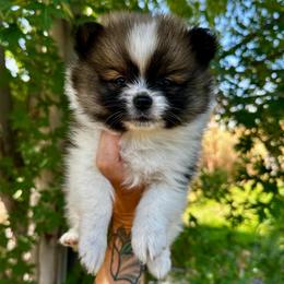 Poe - Chocolate parti male Pomeranian puppy in New Plymouth, Idaho from Pawdawan Poms