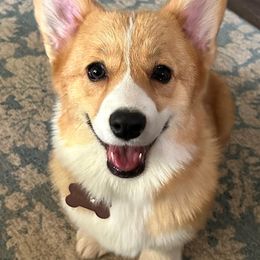 Pembroke Welsh Corgis from Topaz Daisy Kennels