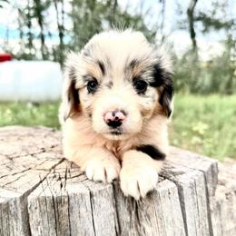 Espresso - Blue merle and white female American Corgi puppy in Bayard, Nebraska from Puppies by Alies
