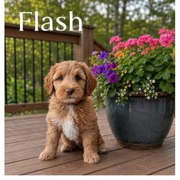Flash - Apricot male Australian Labradoodle puppy in Gladstone, Oregon from Beaver State Labradoodles