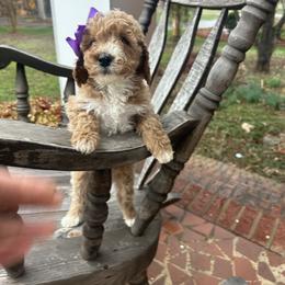 Clara - Red  female Goldendoodle puppy in Mint Hill, North Carolina from DoodleForever