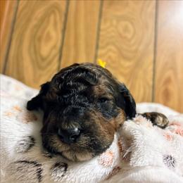 Marshall - Chocolate male Goldendoodle puppy in Pittsburg, Texas from Grace Springs Goldendoodles