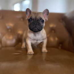 Parker - Fawn male French Bulldog puppy in Sidney Center, New York from iFrenchi