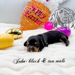 John - Black and tan male Dachshund puppy in Prairieville, Louisiana from Southern Barron Danes & Dachshunds