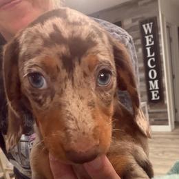 Cookie - Dapple female Dachshund puppy in Chula Vista, California from CV Doxies