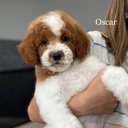 Oscar-Petite - Parti male Goldendoodle puppy in Milford, Indiana from Railway Acres Kennel