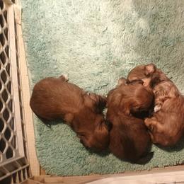 Charlotte - Sable and white female Shih Tzu puppy in Austin, Minnesota from Bearpaw Shih Tzus