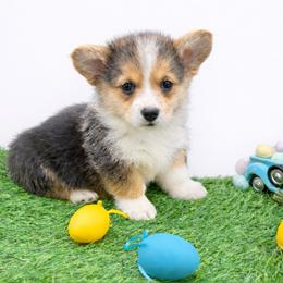 Jimmy - Black and tan male American Corgi puppy in Missouri from Country Legends Aussies & Corgis