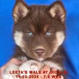 LEETA'S MALE 7 - Red and white male Siberian Husky puppy in Manilla, Iowa from Bruck's Siberian Huskies