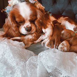 Cavalier King Charles Spaniel and Cavapoo Puppies from Cavapoo Puppy Parade
