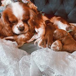 Cavalier King Charles Spaniel and Cavapoo Puppies from Cavapoo Puppy Parade