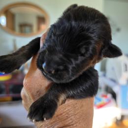 Signal - Black and red male German Shepherd puppy in Columbus, Indiana from Stony Lonesome GSD
