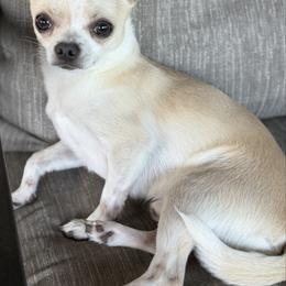 Henry AKC - Chihuahua