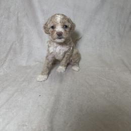 Cockapoo and Goldendoodle Puppies from Jax Doodles