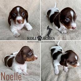 Noelle - Piebald female Dachshund puppy in Kemp, Texas from Koli Acres