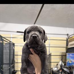 Dasher - Gray male Cane Corso puppy in Utah from 3Lake Kennelz