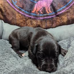 Galadriel - Blue female Great Dane puppy in Citra, Florida from AEW Farm