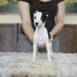 Eclipse - White and black female Whippet puppy in Atlanta, Georgia from Sinaj