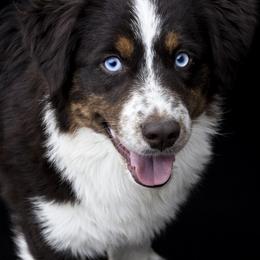 Andover's Sound of Valor - Red tri-color male Miniature American Shepherd puppy in Rockford, Illinois from Andover Aussies