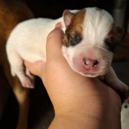 Mami (ASDR) - Red speckled female Australian Cattle Dog puppy in Marana, Arizona from Impact 3rd Australian Cattle Dogs