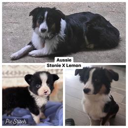 Australian Cattle Dog, Australian Shepherd, Companion Cross, and Miniature Australian Shepherd Puppies from MK Aussies